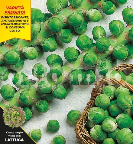 Sprossenkohl, 6er Tasse cm Kohlsprossen, Sorte Dolores (F1) PP-Nr.: IT-08-1868