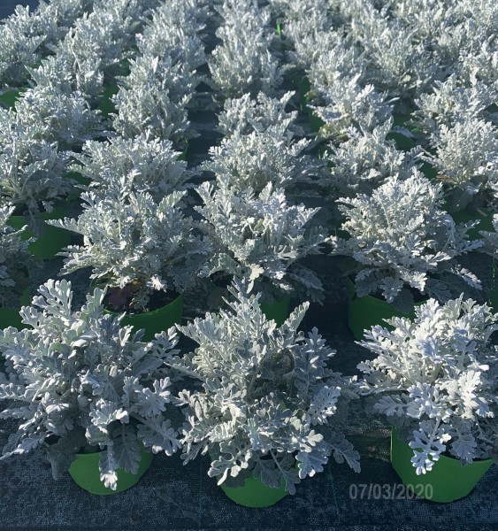 Cineraria, Busch 14 cm PP-Nr.: IT-07-0526