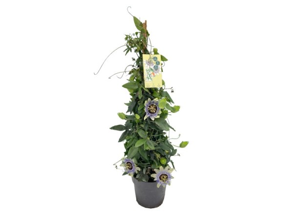 Passiflora , Pyramide 17/70 cm verschiedenen Sorten PP-Nr.: IT-16BT0373