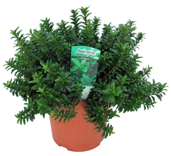 Euonymus, Busch 24/35 cm microphylla - grün PP-Nr.: ES-17-46/1519