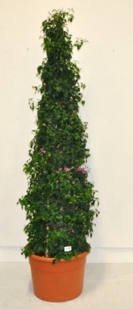 Bougainvillea, Pyramide 40/200 cm Alexandra PP-Nr.: IT-19-0282