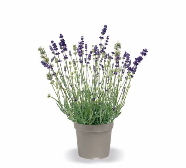 Lavandula, 13 cm angustifolia Two Friends PP-Nr.: DE-NI-115639