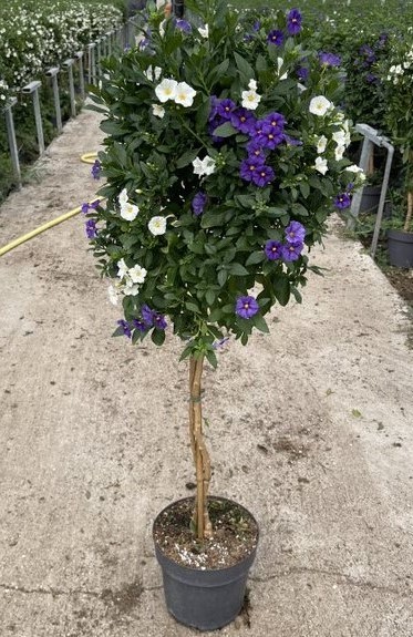Solanum, Stamm 23/100 cm rantonnetii - blau/weiß PP-Nr.: IT-16BT0373