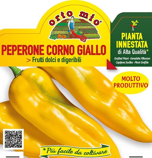 Paprika veredelt, 14/30 cm gelb, spitz, Sorte Iside (F1); resistent gegen TSWV-Virus PP-Nr.: IT-0