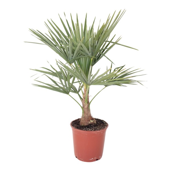 Trachycarpus, Stamm 25/80 cm Chamaerops Excelsa PP-Nr.: ES 14 30 3185