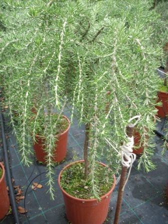 Rosmarin, Stamm 14/50 cm prostratus Gewürze PP-Nr.: IT-07-0526