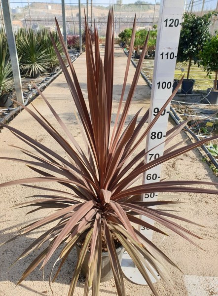 Cordyline Red Star, Busch 15 LT/90 cm PP-Nr.: ES-17-46/1610