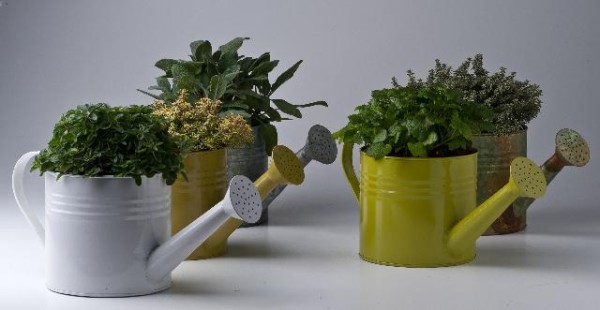 Kräuter, Busch 14 cm in Zinngiesskanne Sortenmix je nach Lieferbarkeit! PP-Nr.: IT-07-0248