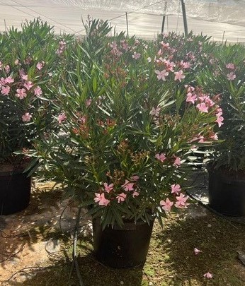 Nerium, Busch 40/160 cm Oleander Mix PP-Nr.: ES-17-46/1519