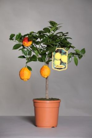 Citrus, Mini-Stamm 19/70 cm Aurantifolia - echte rote Limette PP-Nr.: IT-19-1627