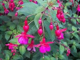 Fuchsia, Busch 14-15 cm Plastiktopf PP-Nr.: IT-07-0526