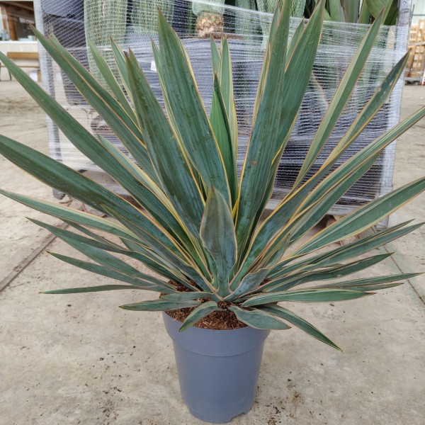 Yucca Gloriosa Variegata, Busch 7 LT/70 cm PP-Nr.: ES-17-46/1610