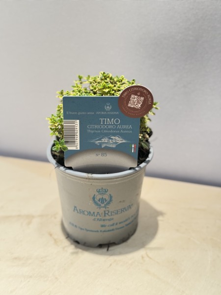 Thymian, Busch 9 cm c. aurea "AROMA RISERVA"® PP-Nr.: IT-07-0248