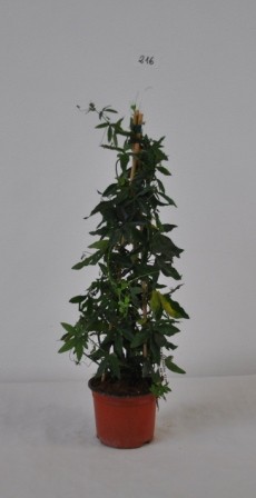 Passiflora, Pyramide 17/70 cm PP-Nr.: IT-19-0288