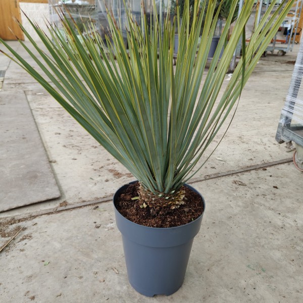 Yucca Rostrata, Busch 7 LT/70 cm PP-Nr.: ES-17-46/1610
