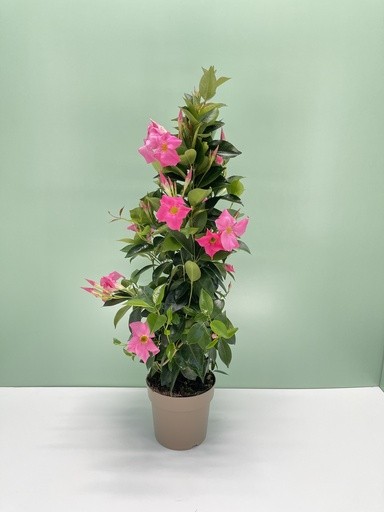 Dipladenia, Pyramide 17/75 cm ROSA PP-Nr.: IT-16BT0373