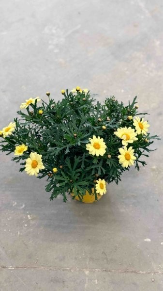 Margeriten, Busch 14/30 cm gelb PP-Nr.: IT-07-0526
