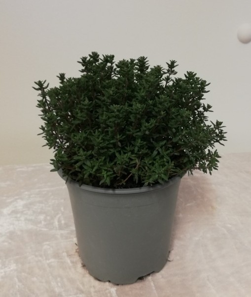 Thymian, Busch 14/20 cm vulgaris Gewürze PP-Nr.: IT-07-0526