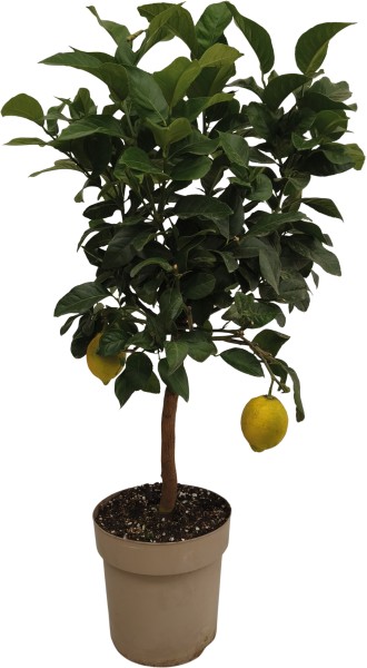 Citrus , Stamm 23/90 cm Mix PP-Nr.: ES 14 30 3185