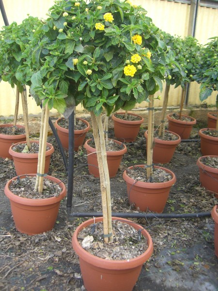 Lantana, Stamm 35/110 cm camara - Wandelröschen PP-Nr.: IT-07-0526