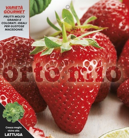 Erdbeeren , 6er Tasse cm Späte Roxana-Erdbeere, Sorte Federica PP-Nr.: IT-08-1868