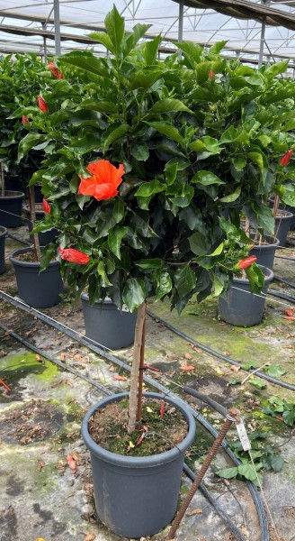 Hibiscus , Stamm 33/150 cm rosa sinensis PP-Nr.: IT-16BT0373
