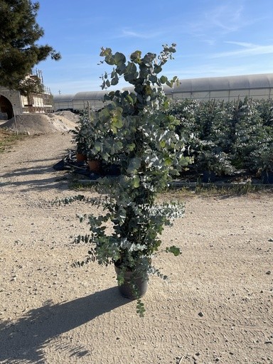 Eucalyptus cinerea, Pyramide 27/70 cm Busch PP-Nr.: IT-16BT0373