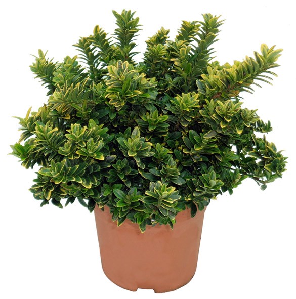 Euonymus, Busch 17/25 cm microphylla - Aurea PP-Nr.: ES-17-46/1519