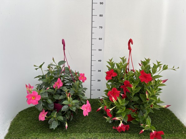 Dipladenia, Ampel 22/häng. cm Sundaville PP-Nr.: IT-19-0288