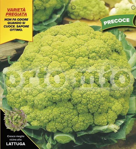 Blumenkohl, 6er Tasse cm Grüner Blumenkohl, Sorte Gilverde (F1) PP-Nr.: IT-08-1868