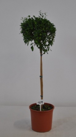 Solanum, Stamm 18/80 cm rantonnettii - Enzianbaum PP-Nr.: IT-07-0526