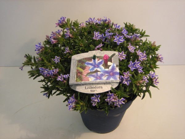 Lithodora, Busch 14/30 cm "Steinsame" PP-Nr.: IT-07-0526