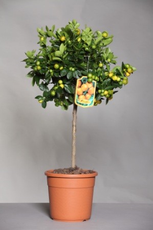 Citrus, Stamm 28/130 cm Madurensis - Calamondin PP-Nr.: IT-19-1880