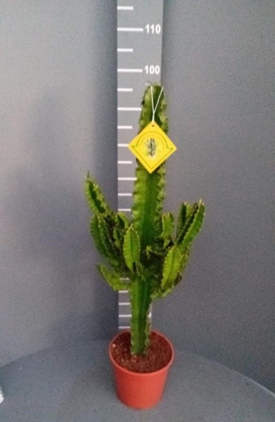 Euphorbia, 21/90 cm erythraea - Wüstenkaktus PP-Nr.: IT-07-0526