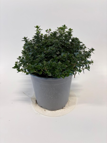 Thymian, Busch 14/20 cm citriodorus Gewürze PP-Nr.: IT-07-0526