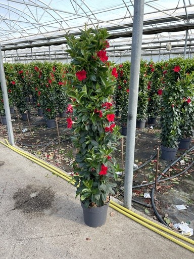 Dipladenia, Pyramide 27/160 cm ROT PP-Nr.: IT-16BT0373