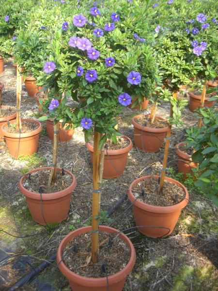 Solanum, Stamm 24/120 cm rantonnettii - Enzianbaum PP-Nr.: IT-07-0526