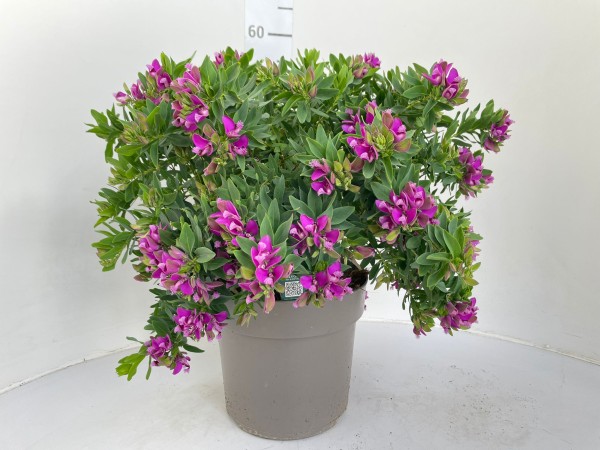 Polygala, Busch 24/55 cm myrtifolia PP-Nr.: IT-16-0165