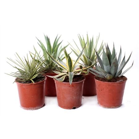 Oliven, Busch 10 LT/80 cm PP-Nr.: ES-17-46/1610