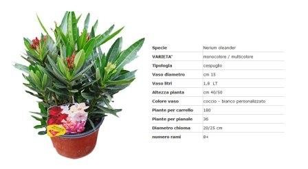 Nerium, Busch 15/45 cm Oleander, Trio PP-Nr.: IT-19-0867