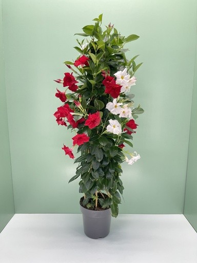 Dipladenia, Pyramide 21/110 cm bicolor PP-Nr.: IT-16BT0373