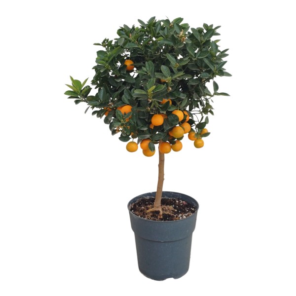 Citrus , Stamm 23/90 cm Calamondine PP-Nr.: ES 14 30 3185
