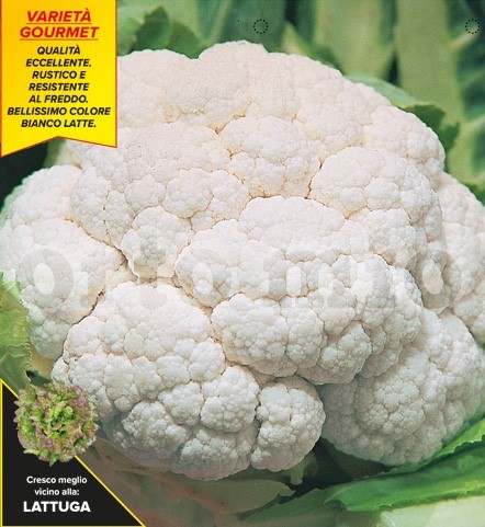 Blumenkohl, 6er Tasse cm Schneeball- od. Natalino-Blumenkohl, Sorte Jerico (F1) PP-Nr.: IT-08-186