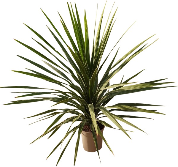 Cordyline, Stamm 23/90 cm Pek PP-Nr.: ES 14 30 3185