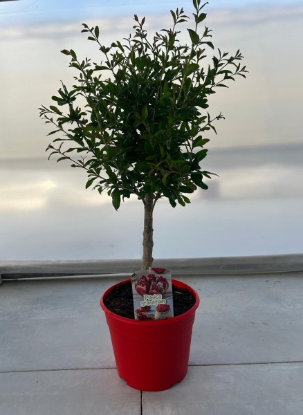 Punica Garnatum Nana, Stamm 25/80 cm PP-Nr.: ES1703/1357