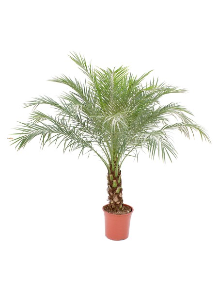 Phönix Rubelini, Stamm 30/100 cm PP-Nr.: ES 14 30 3185