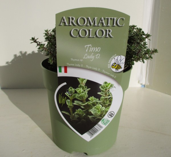 Thymian, Busch 15 cm Lady Di "AROMATIC COLOR" PP-Nr.: IT-07-0248