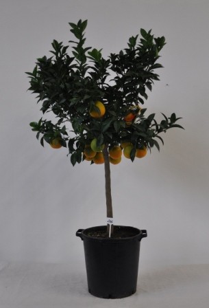 Citrus, Stamm 35/160 cm Mix PP-Nr.: IT-19-1880