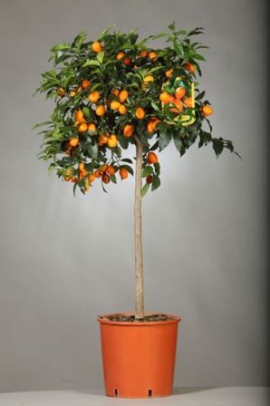 Citrus, Stamm 35/160 cm Fortunella Margarita - Kumquat PP-Nr.: IT-19-1880
