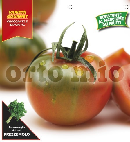 Tomaten Camone-Tomate "Fünf Geschmäcker", rot-grün, Sorte Yup (F1), 6er Tasse PP-Nr.: IT-08-1868